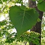 Populus deltoides Blatt