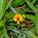 Zornia latifolia Flor
