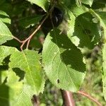 Prunus brigantina Blad