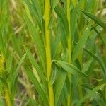 Solidago chilensis পাতা