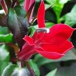 Lobelia cardinalis Fleur