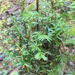 Taxus brevifolia Habitus