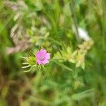 Geranium dissectumFlor