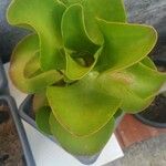 Kalanchoe tetraphylla 葉