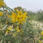 Stanleya pinnata Flor