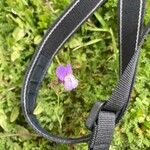 Linaria algarviana Flower