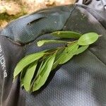 Myrica gale Leaf