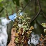 Macrolobium bifolium Lorea