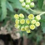 Senecio pterophorus Flower