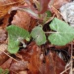 Petasites paradoxus Habit