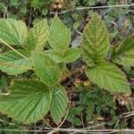 Rubus ferus Folha