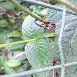 Brillantaisia lamium Leaf