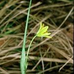 Gagea spathacea Övriga