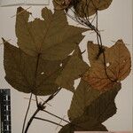 Acer caesium Sonstige