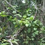 Oxera balansae Συνήθη χαρακτηριστικά