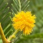 Acacia karroo Flor