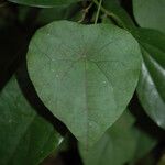 Cyclea peltata Hoja