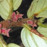 Columnea maculata Otro