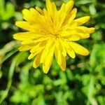 Hyoseris radiata Fleur