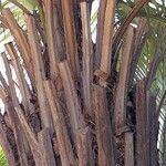 Butia yatay Corteccia