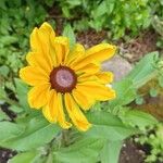 Rudbeckia hirtaFlower