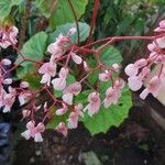 Begonia obliqua Flor