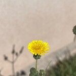 Sonchus asperBlüte