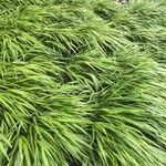 Hakonechloa macra Leaf