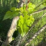 Morus alba Hoja
