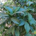 Magnolia figo Hoja