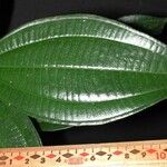 Miconia cooperi Leaf