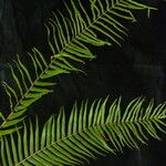 Pteris vittata Habitat