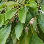 Oreopanax nymphaeifolius Flor