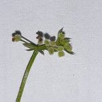 Galium parisiense Кветка