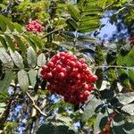 Sorbus aucupariaᱡᱚ