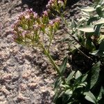 Centranthus trinervis Blüte