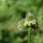 Sanicula europaea Flor