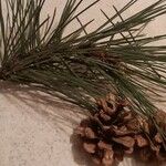 Pinus resinosa Blad