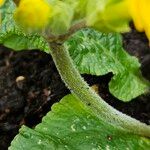 Primula × polyantha Bark