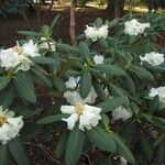 Rhododendron stewartianum Flower