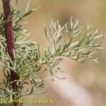 Artemisia chamaemelifolia Leaf