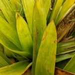 Guzmania plumieri Листок