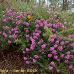 Erica mackayana Natur