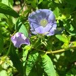 Ipomoea hederaceaКвітка