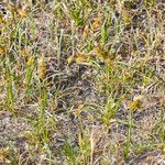 Carex arenaria Fiore