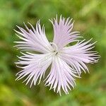 Dianthus sternbergii 花