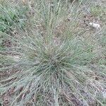 Festuca marginata Habit