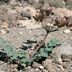 Lomatium martindalei ᱛᱟᱦᱮᱸ