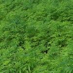 Cannabis sativaLeht