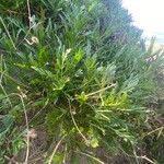 Pycnocomon rutifolium Hoja